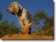 English Cocker Spaniel