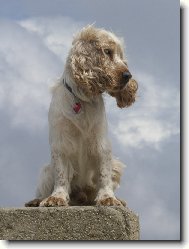 English Cocker Spaniel