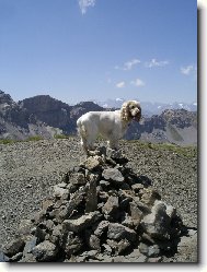 English Cocker Spaniel