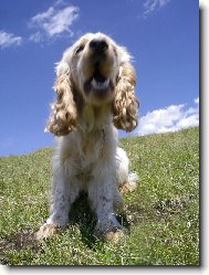 English Cocker Spaniel