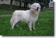 Slovak Cuvac
