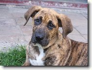 Fila Brasileiro