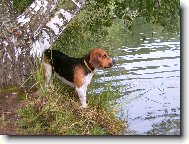 Beagle