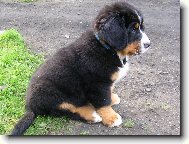 Berner Sennenhund