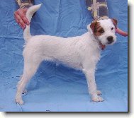 Parson Russel Terrier