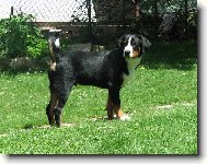 Appenzeller Sennenhund