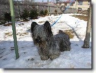 Skye terrier \(Dog standard\)