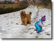 Briard