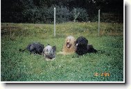 Briard