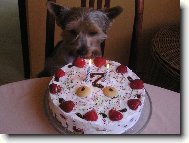 Jorkšírský terier, Yorkshire Terrier,