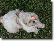 icu, Shih-Tzu