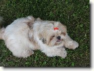 Shih-Tzu