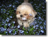 Shih-Tzu