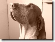 Bracco Italiano, Italian Pointing Dog