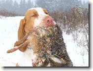 Bracco Italiano, Italian Pointing Dog