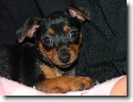 Zwergpinscher