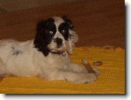 American Cocker Spaniel