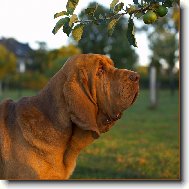 Chien de Saint-Hubert