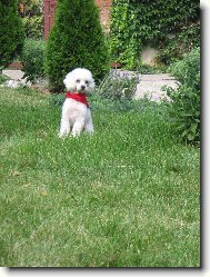 Toy Poodle
