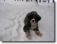 Berner Sennenhund
