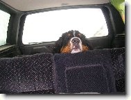 Berner Sennenhund