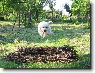 Toy Poodle