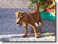 German Pinscher