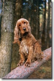 English Cocker Spaniel