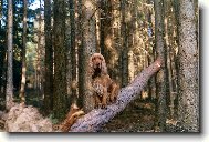 English Cocker Spaniel