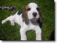 Beagle