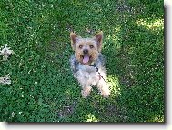 Jorkšírský terier, Yorkshire Terrier,
