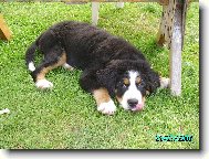 Berner Sennenhund