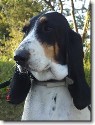 Schweizer Laufhund - Chien Courant Suisse, Swiss Hound