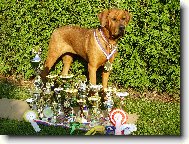 Tosa Inu, Japanese Fighting Dog