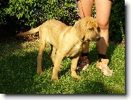 Tosa Inu, Japanese Fighting Dog