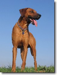 Rhodesian Ridgeback