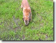 Border Terrier