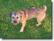 Border Terrier