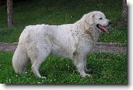 Slovak Cuvac