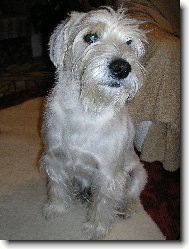 Zwergschnauzer, Miniature Schnauzer
