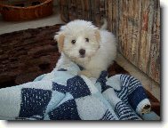 Coton de Tulear