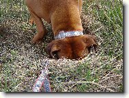 Rhodesian Ridgeback