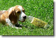 Beagle