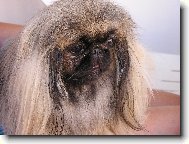 Pekingese, Pekinese, Peking Palasthound