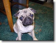 Pug