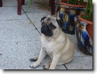 Pug