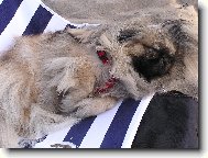 Pekingese, Pekinese, Peking Palasthound