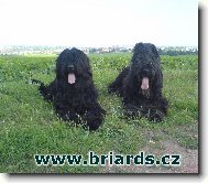 Briard