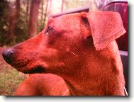 German Pinscher
