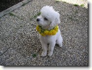 Toy Poodle